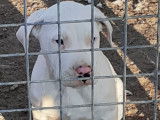Chiots Dogue Argentin à vendre