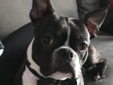 Propose étalon Boston Terrier pour saillie