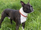 Propose étalon Boston Terrier pour saillie