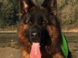 Berger Allemand à poil long disponible pour saillie
