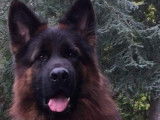 Berger Allemand à poil long disponible pour saillie