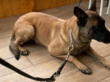 Chien adulte de type Berger Belge Malinois M&acirc;le &agrave; donner
