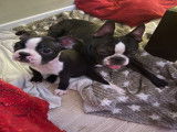 Chiots de type Boston Terrier &agrave; vendre (2 m&acirc;les)