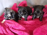 3 chiots Chiens Chinois à Crête à vendre (3 mâles)