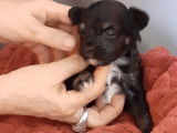 3 chiots Chiens Chinois à Crête à vendre (3 mâles)