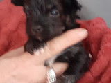 3 chiots Chiens Chinois à Crête à vendre (3 mâles)