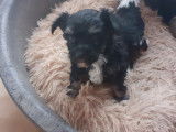 3 chiots Chiens Chinois à Crête à vendre (3 mâles)