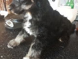 3 chiots Chiens Chinois à Crête à vendre (3 mâles)