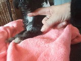 3 chiots Chiens Chinois à Crête à vendre (3 mâles)