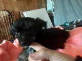 3 chiots Chiens Chinois à Crête à vendre (3 mâles)