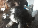 3 chiots Chiens Chinois à Crête à vendre (3 mâles)