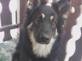 De type Altdeutscher Schäferhund disponible pour saillie