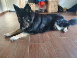 De type Altdeutscher Schäferhund disponible pour saillie