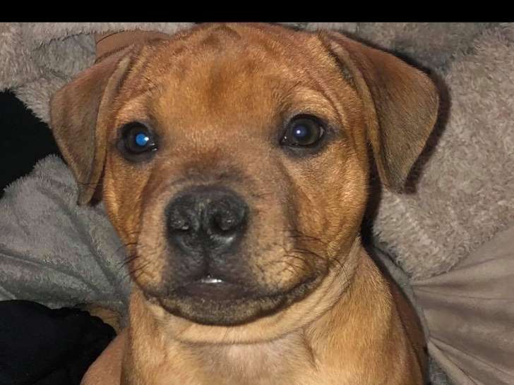 Staffordshire Bull Terrier Disponible Pour Saillie Petite Annonce Chien