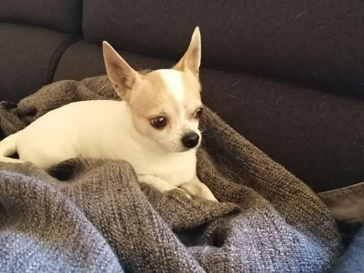 De type Chihuahua disponible pour saillie