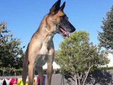 Chien adulte de type Berger Belge Malinois à donner