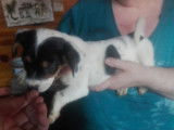 Chiots de type Jack Russell à vendre (5 mâles)