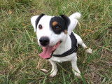 De type Jack Russell disponible pour saillie
