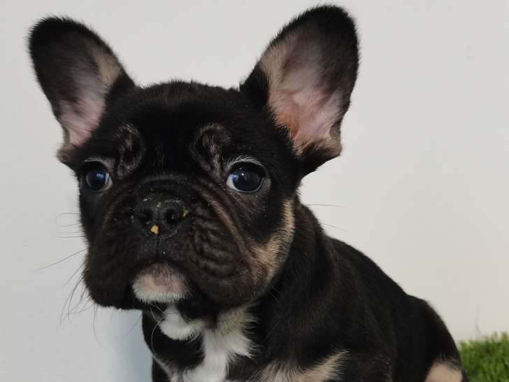 Raimond, sublime chiot Bouledogue Français 2 mois black tan à vendre