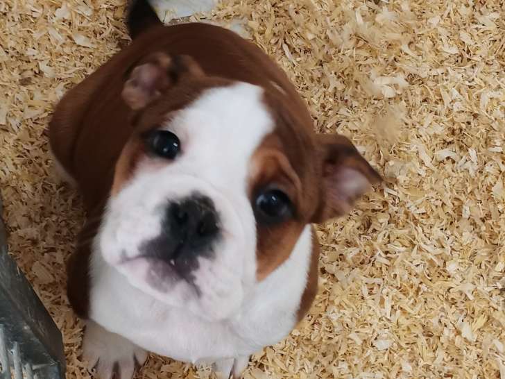 RICO sublime chiot Bulldog Continental LOF de 3 mois à vendre