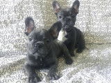 Chiots Bouledogue Francais bleus à vendre (2 mâles)