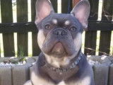 Chiots Bouledogue Francais bleus à vendre (2 mâles)