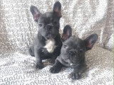 Chiots Bouledogue Francais bleus à vendre (2 mâles)