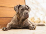 Femelle Cane Corso LOF disponible
