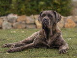 Femelle Cane Corso LOF disponible