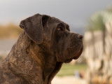 Femelle Cane Corso LOF disponible