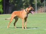 Chiots Berger Belge Malinois LOSH &agrave; vendre
