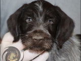 Chiots Drahthaar m&acirc;les LOF &agrave; vendre