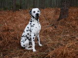 Dalmatien LOF cotation 4