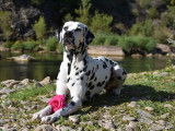 Dalmatien LOF cotation 4