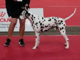 Dalmatien LOF cotation 4
