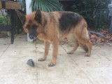 Berger Allemand mâle à donner