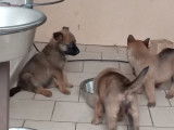 Chiots Berger Allemand crois&eacute;s Malinois &agrave; vendre