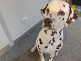 Mâle Dalmatien foie LOF pour saillie