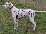 Mâle Dalmatien foie LOF pour saillie