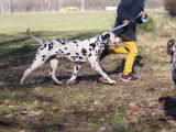 De race Dalmatien disponible pour saillie