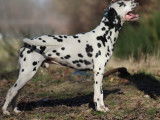 De race Dalmatien disponible pour saillie