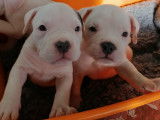 5 chiots American Bully pocket ABKC à vendre
