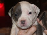 5 chiots American Bully pocket ABKC à vendre