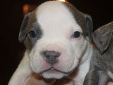 5 chiots American Bully pocket ABKC à vendre