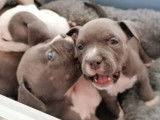 5 chiots American Bully pocket ABKC à vendre