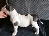 5 chiots American Bully pocket ABKC à vendre