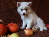 Pomsky F1 de petite taille, blanc crème à poils longs, à vendre