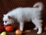 Pomsky F1 de petite taille, blanc crème à poils longs, à vendre