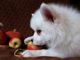 Pomsky F1 de petite taille, blanc crème à poils longs, à vendre