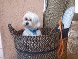 Beau mâle Bichon Maltais LOF pour saillie